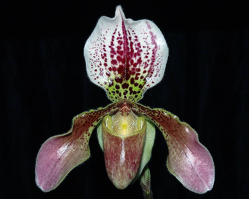 paph. leenum X hiristissium
