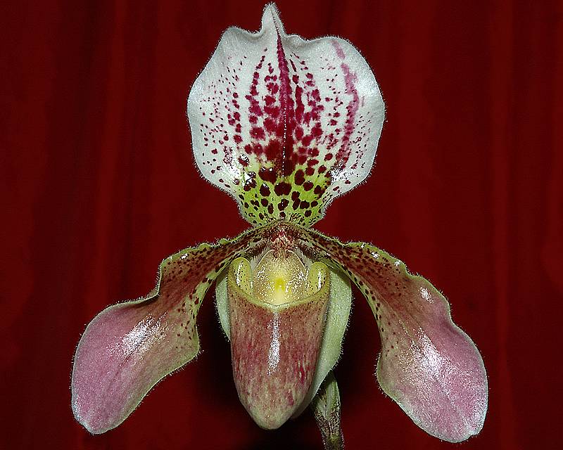 paph. leenum X hiristissium