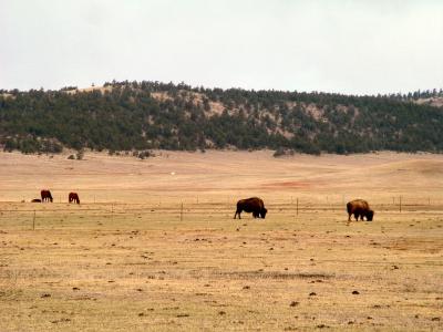 Buffalo Ranch.jpg