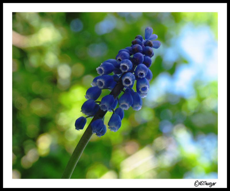 grape hyacinth