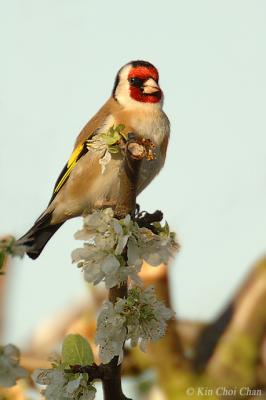 British Goldfinch (Carduelis carduelis)