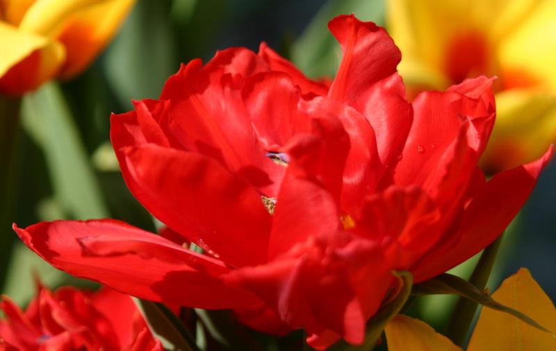 Red Tulips