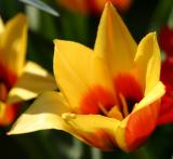 red yellow tulip
