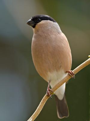 Female Bullfinch (Pyrrhula pyrrhula) 1