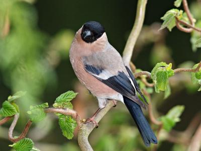 Female Bullfinch (Pyrrhula pyrrhula) 2