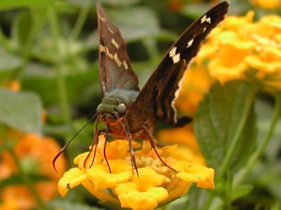 u17/nomantra/medium/5411919.LongTailedMacro.jpg