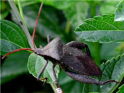 Huge Brown Bug