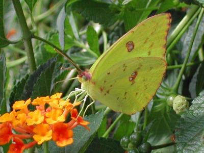 Sunlit Female Cloudless