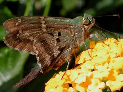 u17/nomantra/medium/5441861.LongTailedProfile.jpg