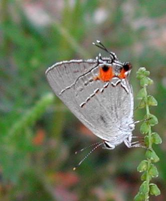 Hairstreaks and Blues
