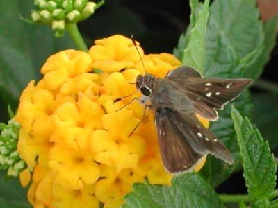 u17/nomantra/medium/5649752.eufaula.jpg
