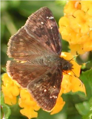 Horace's Duskywing