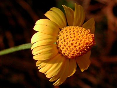 Cone Flower