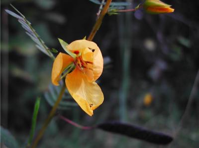 Partridge Pea