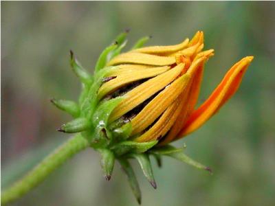 Cone Flower Bud