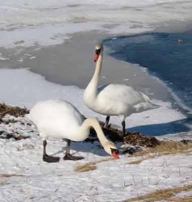Mute Swans, Eel Pond, Rye, NH - January