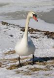 Mute Swan, Eel Pond, Rye, NH - January