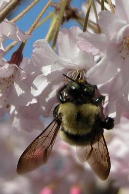 BumbleBee4x6.jpg