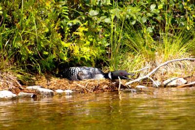 loon_nesting