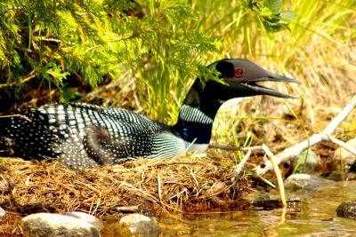 loon_nesting