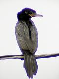 Neotropic Cormorant -
