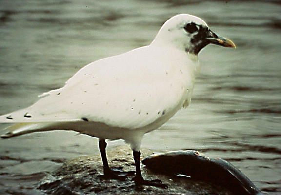 Ivory Gull - Pickwick Dam