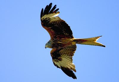 Red Kite