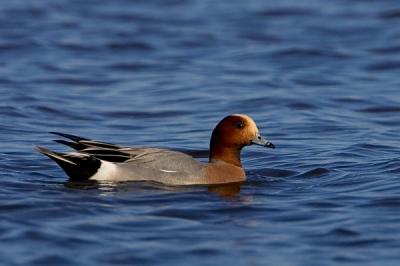 Eurasian Wigeon, Male