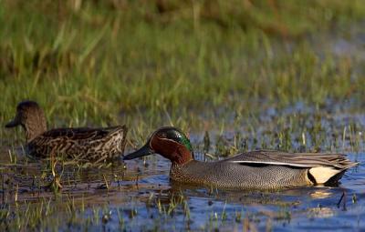 Common Teal