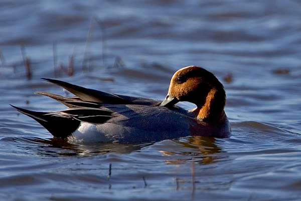 Eurasian Wigeon