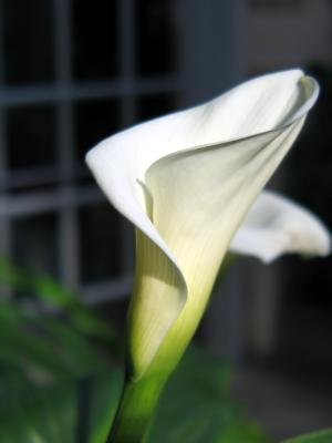 botanical_gardens
