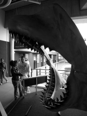 Large Fish2.jpg