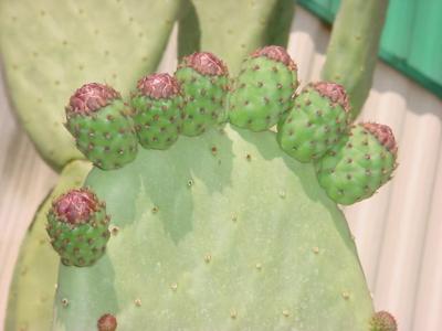 beautiful baby cacti<br> budman flowers