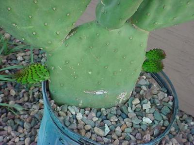 baby cacti