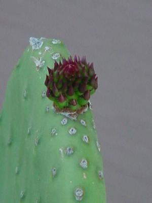 cacti bud by budman