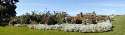 Ter's Flowersby Ron E. Trees