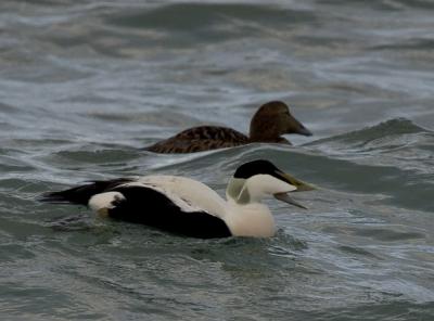 IMG_4274 EIDER.jpg