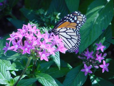 Butterfly 101604.jpg