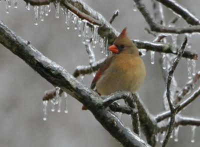 female Cardinal on icy branch