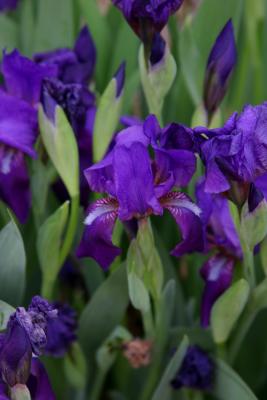 iris.jpg