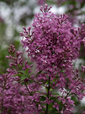 lilac.jpg