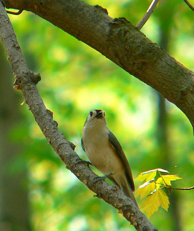 Tufted Titmouse, Monticello Park