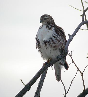 Immature Red-tailed Hawk, Hunting Creek, Alexandria, VA