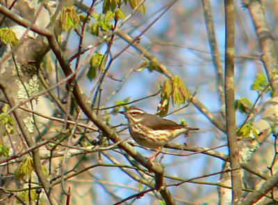 Louisiana Waterthrush, Prince William Forest Park