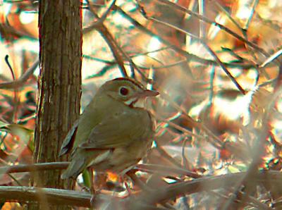 Ovenbird, Prince William Forest Park