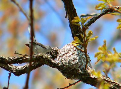 Blue-gray Gnatcatcher at nest, Prince William Forest Park