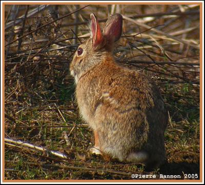 Lapin à queue blanche (Léry)