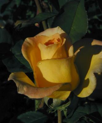 u17/pbeblo/medium/5568831.P9210058a.jpg