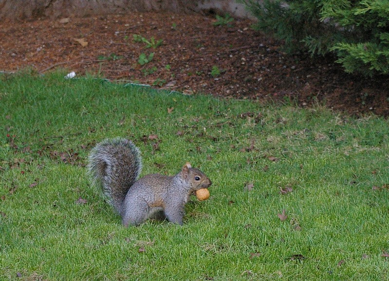 IMGP0100C.jpg