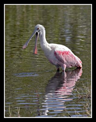 Spoonbill